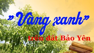 “Vàng xanh” trên đất Bảo Yên