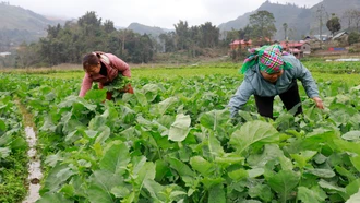 Nông dân thu nhập cao từ cây vụ đông