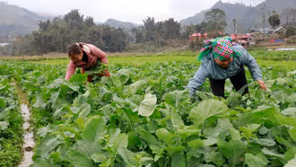 Nông dân thu nhập cao từ cây vụ đông