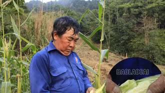 Nhiều diện tích ngô bị ảnh hưởng bởi hạn hán