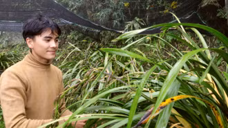 Nông dân tích cực chăm sóc địa lan Tết