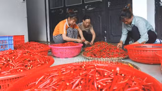 Mường Khương phát triển mạnh vùng trồng ớt