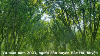 Nguy cơ mất mùa mận Tả Van ở vùng cao