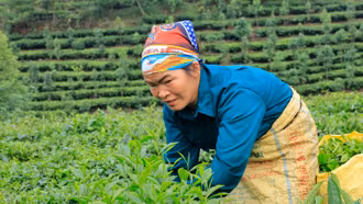 Tập trung chăm sóc và phòng bệnh cho cây trồng