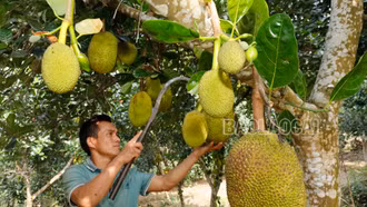 Hiệu quả chuyển đổi cây trồng ở xã biên giới Bản Lầu