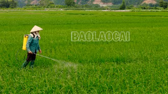 Xuất hiện 11 đối tượng sâu, bệnh gây hại trên cây trồng