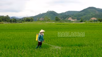 Kịp thời phòng trừ sâu cuốn lá nhỏ gây hại trên lúa mùa