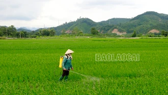 Kịp thời phòng trừ sâu cuốn lá nhỏ gây hại trên lúa mùa