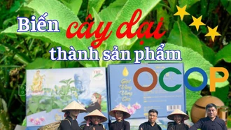 “Biến” cây dại thành sản phẩm OCOP