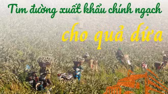 Tìm đường xuất khẩu chính ngạch cho quả dứa