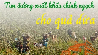 Tìm đường xuất khẩu chính ngạch cho quả dứa