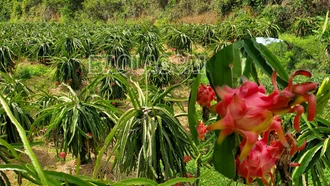 Minh Tân mùa thu hoạch thanh long ruột đỏ