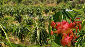 Minh Tân mùa thu hoạch thanh long ruột đỏ
