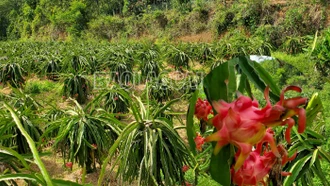 Minh Tân mùa thu hoạch thanh long ruột đỏ