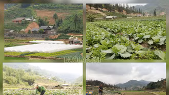 Chủ động sản xuất rau phục vụ 120 năm du lịch Sa Pa