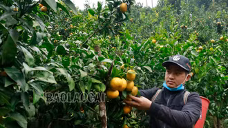 Đồng bào dân tộc thiểu số khu vực biên giới tích cực sản xuất nông nghiệp hàng hóa