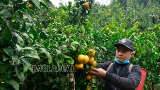 Đồng bào dân tộc thiểu số khu vực biên giới tích cực sản xuất nông nghiệp hàng hóa