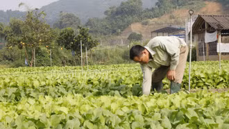 Tỉnh Lào Cai được định hướng phát triển 2 nhóm rau chủ lực