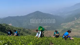 Sản xuất nông nghiệp hàng hóa khởi sắc