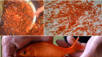 Sẵn sàng “phương tiện” đưa ông Táo về trời