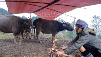 Bảo vệ đàn gia súc trước rét đậm, rét hại