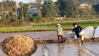 Đẩy nhanh tiến độ sản xuất vụ lúa xuân