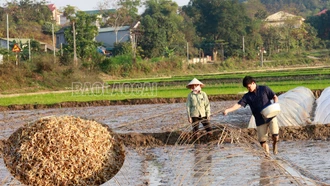 Đẩy nhanh tiến độ sản xuất vụ lúa xuân