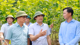 Liên kết chuỗi để phát triển nghề trồng dâu nuôi tằm bền vững