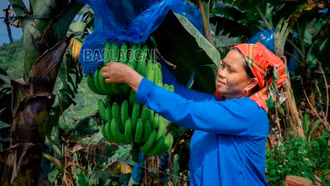 Mường Khương: Vì sao diện tích trồng chuối giảm mạnh?