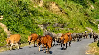 Triển khai quyết liệt, đồng bộ các giải pháp kiểm soát, phòng chống bệnh trên đàn vật nuôi
