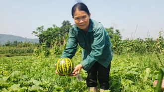 Nông dân “quên” ngày Quốc tế Lao động