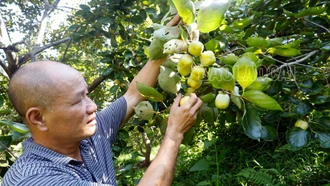 Tân Thượng mùa quả ngọt