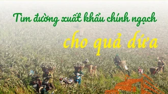 Tìm đường xuất khẩu chính ngạch cho quả dứa