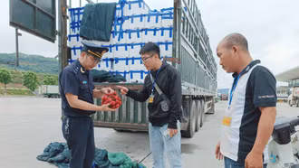 Dự kiến có khoảng 40.000 tấn quả vải tươi xuất khẩu qua Cửa khẩu Kim Thành