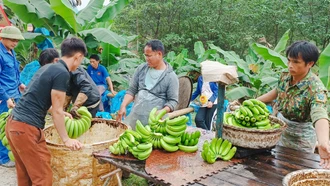 Tạo đà cho nông nghiệp hàng hóa ở Mường Khương phát triển