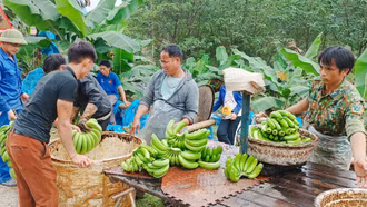 Tạo đà cho nông nghiệp hàng hóa ở Mường Khương phát triển