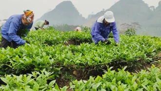 Nông dân Lào Cai thu hơn 24 tỷ đồng từ chè xuân