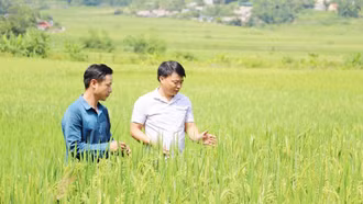 Mường Vi nâng cao giá trị lúa Séng cù