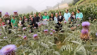 Giúp nông dân Sa Pa thực hành tốt trồng, thu hái actiso