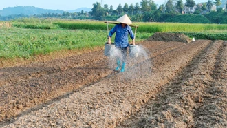 Nông dân khẩn trương thu hoạch cây trồng vụ mùa, dành đất sản xuất vụ đông