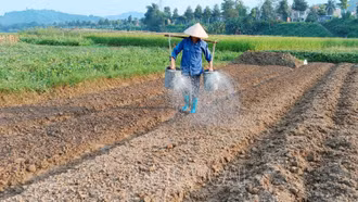 Nông dân khẩn trương thu hoạch cây trồng vụ mùa, dành đất sản xuất vụ đông