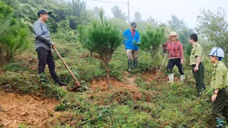 Lào Cai: 121 dự án chuyển mục đích sử dụng rừng sang mục đích khác