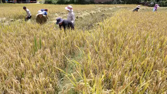 Nông dân thu hoạch trên 4.900 ha lúa mùa 1 vụ