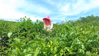 Mường Khương: Sản lượng chè búp tươi tăng mạnh so với cùng kỳ