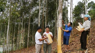 Kinh tế nông nghiệp Lào Cai chuyển dịch sang chiều sâu