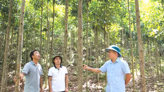 Lào Cai có gần 5.400 ha cây trồng sản xuất theo hướng hữu cơ