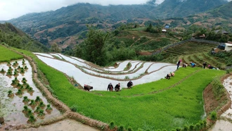 Nông dân Sa Pa hối hả vào vụ gieo cấy lúa mùa
