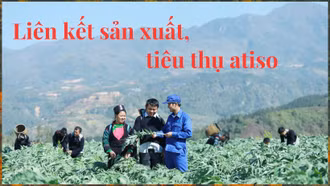 Liên kết sản xuất, tiêu thụ atiso