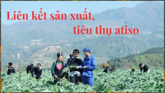 Liên kết sản xuất, tiêu thụ atiso