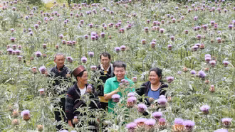 Triển khai đồng bộ các giải pháp phát triển công nghiệp dược liệu trên địa bàn tỉnh